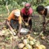 Chocolate Scorecard, Cocoa farmers, Living income, Fair cocoa prices, Cocoa Post, Fuzz Kitto, Be Slavery Free, EcoCare Ghana, Women farmers, Child labour, EU Due Diligence legislation,