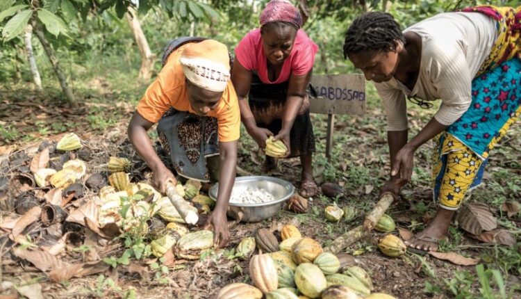 Chocolate Scorecard, Cocoa farmers, Living income, Fair cocoa prices, Cocoa Post, Fuzz Kitto, Be Slavery Free, EcoCare Ghana, Women farmers, Child labour, EU Due Diligence legislation,