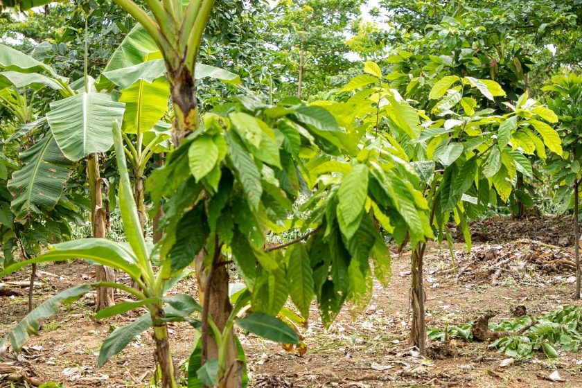 Rehabilitated Cocoa farms, Joseph Boahen Aidoo, National Cocoa Rehabilitation Programme, Cocoa Post, 
