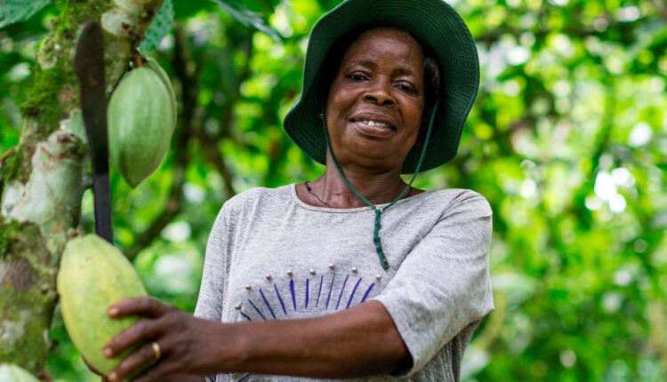fairtrade cooperatives, Cocoa Post, Ghana Cocoa Board, Cocoa, Women in cocoa,