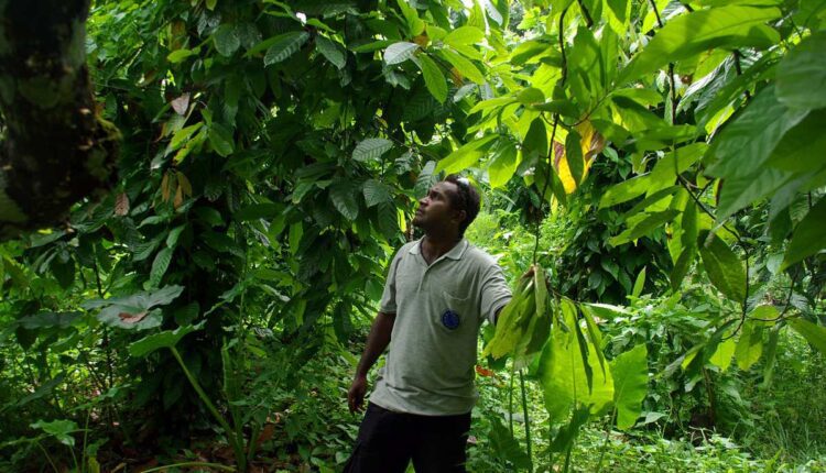 Cocoa Agroforestry, African Cocoa Platform, GIZ, Competition, Ghana, Cameroon, Cote d'Ivoire, Climate action, Climate change, Cocoa Post,