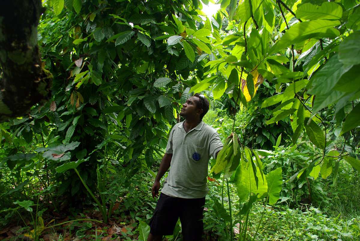 Cocoa Agroforestry, African Cocoa Platform, GIZ, Competition, Ghana, Cameroon, Cote d'Ivoire, Climate action, Climate change, Cocoa Post,