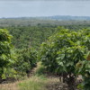 Barry Callebaut, Farm Of The Future, Cocoa Post, Sustainability, Research and Development, R&D, Ecuador, fine flavour cocoa,