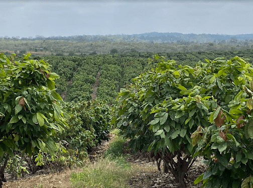 Barry Callebaut, Farm Of The Future, Cocoa Post, Sustainability, Research and Development, R&D, Ecuador, fine flavour cocoa,