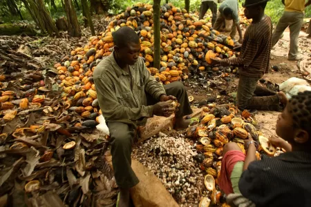 Nigeria Eyes LID For Smallholder Cocoa Farmers To Improve Livelihood