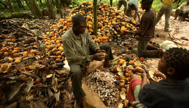 Nigeria cocoa farmers, CFAN, Cocoa Farmers Association of Nigeria, CRIN, Cocoa Research Institute of Nigeria, Cocoa, Nigerians chocolate, Cocoa Post, Nigerian LID, Living Income Differential, Ghana, Cote d'Ivoire, Living income, fair purchasing practices, Fair trade, Fair price, Cocoa price, World market price, Unfair prices, Commodity price, EUDR, EU Due Diligence Regulation,