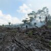 Rainforests, Deforestation, Rainforest Alliance, World Environment Day, Climate change, Climate action, Planet, Earth, Biodiversity, Cocoa Post,