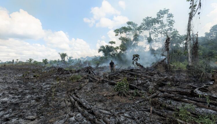 Rainforests, Deforestation, Rainforest Alliance, World Environment Day, Climate change, Climate action, Planet, Earth, Biodiversity, Cocoa Post,