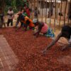 Price subsidies, Cocoa Post, Women in Cocoa, Ghana, Cocoa Life Program, Asunafo North, Ahafo Region, International Women's Day, IWD 2022, Mondelez International, Cocoa Post, Yaa Peprah Amekudzi,