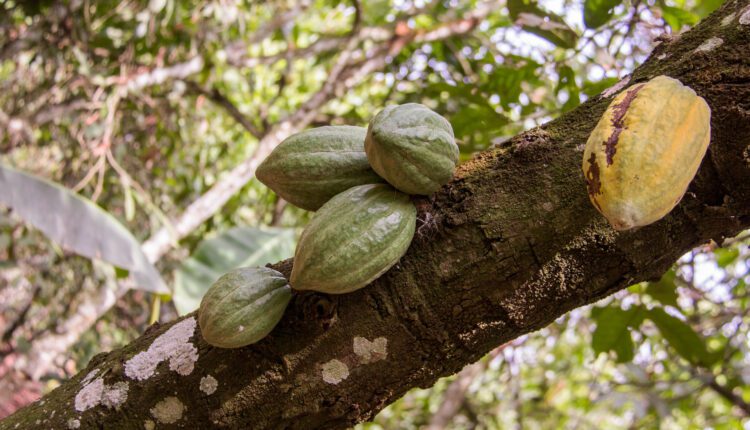 ICCO cocoa, chocolate, deficit, cocoa supply shortage, production shortfall, Ghana, Cote d'Ivoire, International Cocoa Organisation, Cocoa Post,