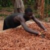 Light crop season, Cocoa, COCOBOD, Ghana Cocoa Board, Cocoa harvesting, Cocoa farmers, Cocoa Post,