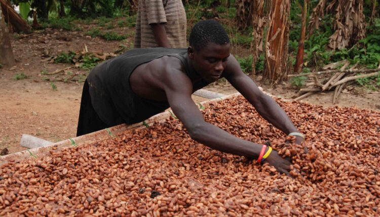Light crop season, Cocoa, COCOBOD, Ghana Cocoa Board, Cocoa harvesting, Cocoa farmers, Cocoa Post,