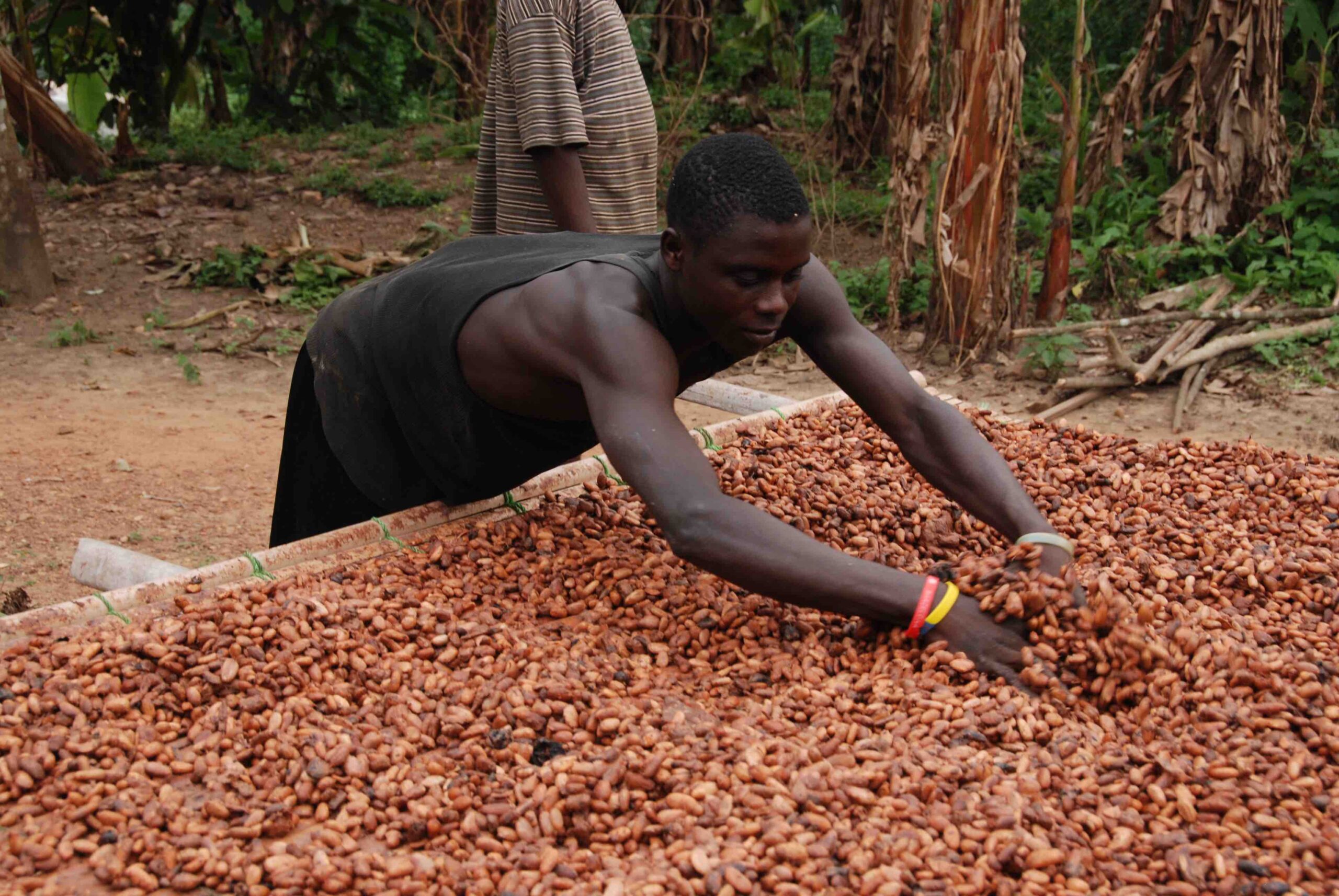Light crop season, Cocoa, COCOBOD, Ghana Cocoa Board, Cocoa harvesting, Cocoa farmers, Cocoa Post,