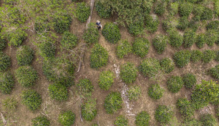 Farmforce, Deforestation monitoring, Fairtrade International, software, technology, Cocoa Post,