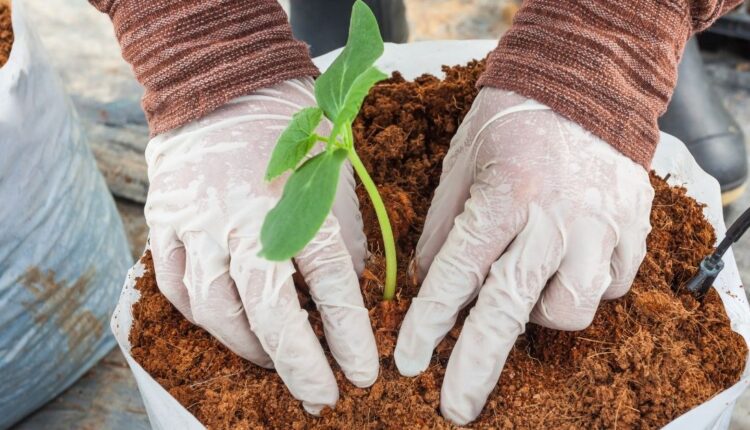 Coconut peat, growing medium, farming, agriculture, backyard gardening, Cocoa Post, Coco Peat, GEPA,