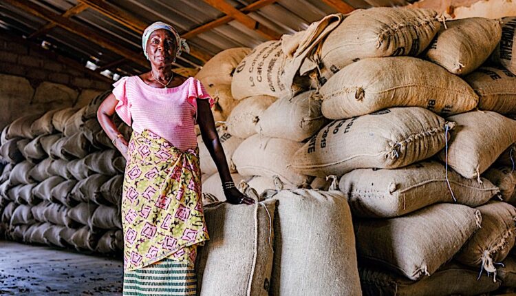President Alassane Ouattara, Ivory Coast, Alex Assanvo, Origin differential, positive origin premium, Ivory Coast premium, Cocoa Post, Cote d'Ivoire - Ghana Cocoa Initiative, Sustainability, Living income, Cocoa farmers, Poverty, World Bank, Cocoa sector reforms, Ivory Coast, Cocoa farmgate price, CSSVD, Weather, Disease, Smuggling,