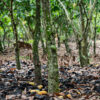 Cocoa farms, Galamsey, Illegal mining, Climate change, Drought, Poor prices, Cocoa Producer Price, Farmgate price, Ghana, Cocoa Day, CSSVD, Disease,