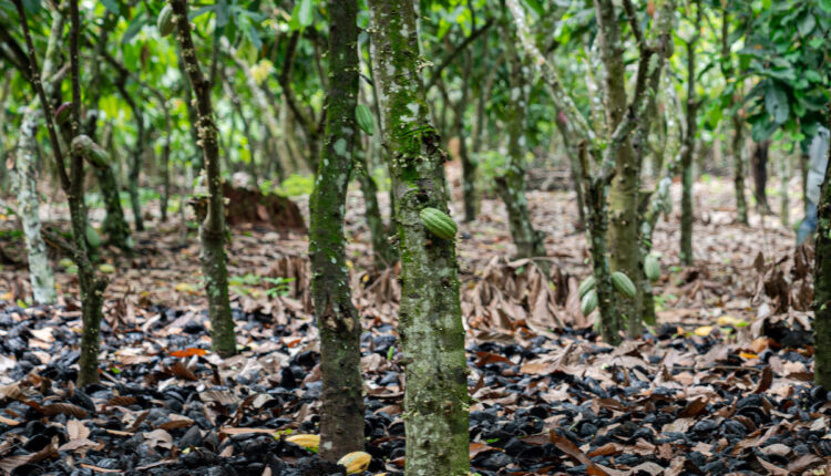 Cocoa farms, Galamsey, Illegal mining, Climate change, Drought, Poor prices, Cocoa Producer Price, Farmgate price, Ghana, Cocoa Day, CSSVD, Disease,