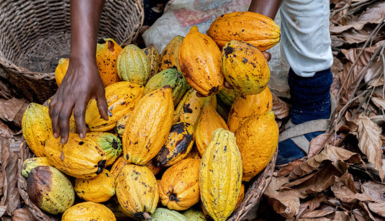 Ghana Raises Cocoa Producer Price To GHS800 For 2022/23 Crop