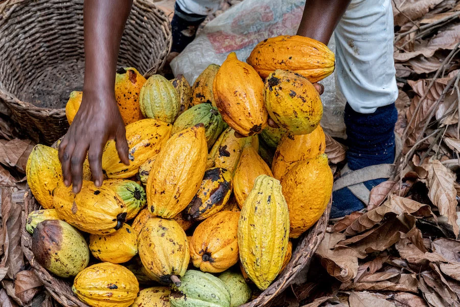Cocoa producer price, Ghana, farm gate price, Ghana Cocoa Board, Cocobod, CCC, Price increase, 2022/23 cocoa season, LID, GCCP, Ghana Civil-society Cocoa Platform, Cocoa Post, Cocoa Price 2022,