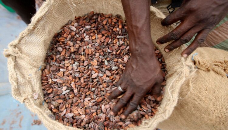 Cocoa Ivory Coast, producer price, farmgate price, Coffee, CCC, Ivory Coast,
