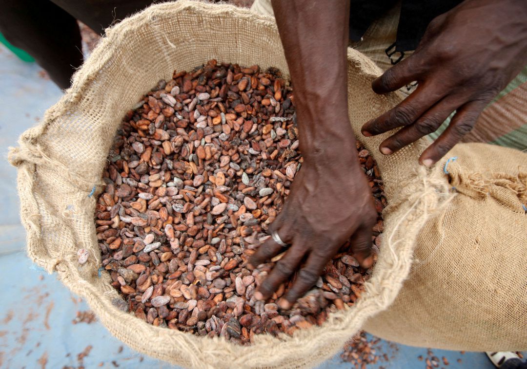 Cocoa Ivory Coast, producer price, farmgate price, Coffee, CCC, Ivory Coast,