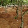 Illegal gold mining, Galamsey, EU Due Diligence, Environmental degradation, deforestation, Cocoa Post, Cocoa production, Cocoa farming, Cocoa value chain,