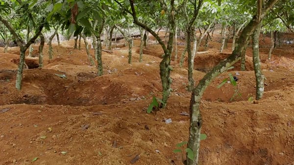 Ghana's Illegal Galamsey Gold Mining Affecting Cocoa Farmers, Chocolate  Supply