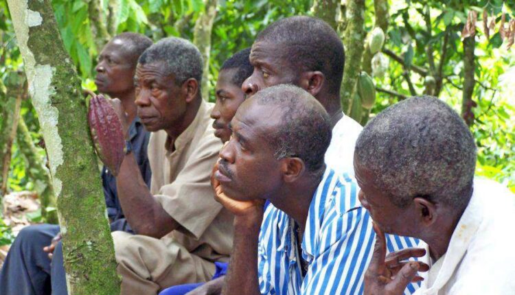 Cocoa Day, Cocoa price increase, Cocoa producer price, Cocoa price, Ghana, Cocoa Post,