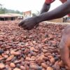Decent prices, Decent incomes, Ghana Cocoa Board, COCOBOD, Cocoa exports, Value addition, COVAAAGH, EU market, LID, Poverty, Cocoa farmers, Farmer poverty, GEPA, GIPC, AfCFTA, Cocoa Post,