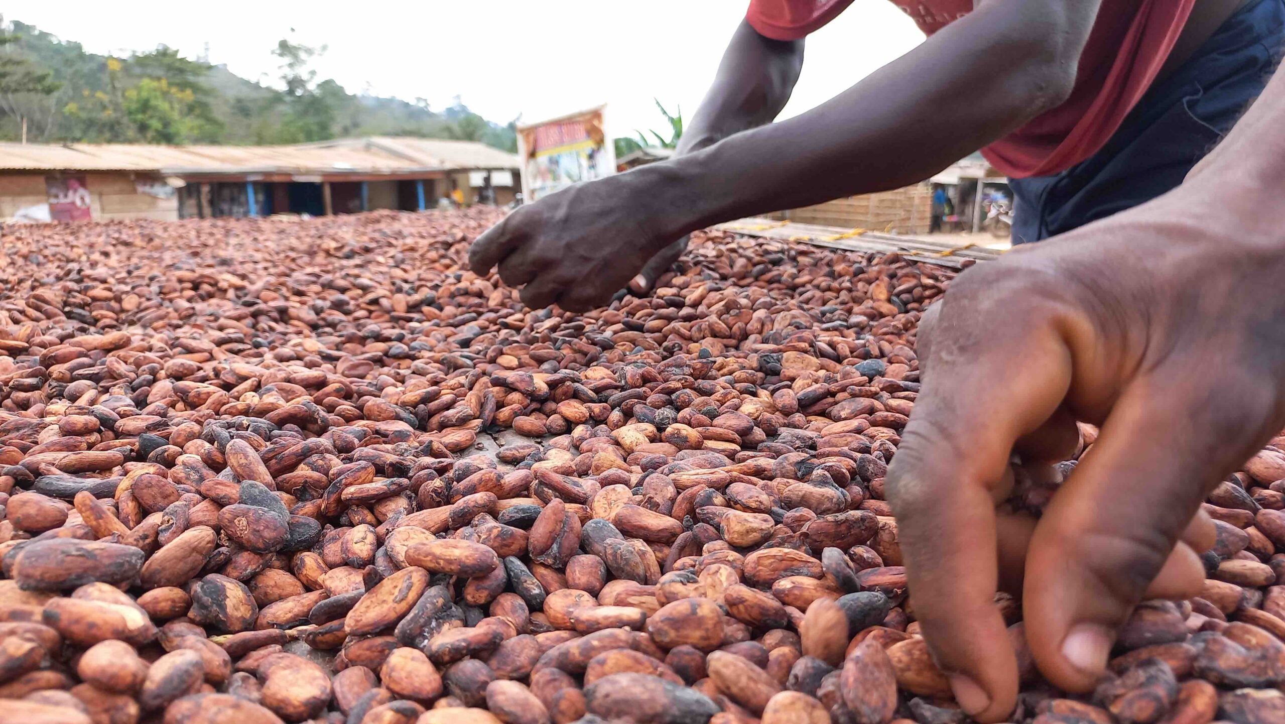Decent prices, Decent incomes, Ghana Cocoa Board, COCOBOD, Cocoa exports, Value addition, COVAAAGH, EU market, LID, Poverty, Cocoa farmers, Farmer poverty, GEPA, GIPC, AfCFTA, Cocoa Post,