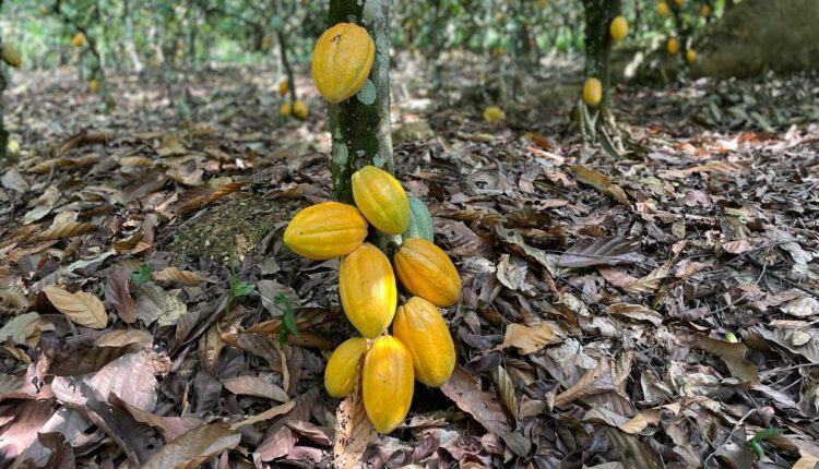 EU Due Diligence Regulation, Cocoa, Coffee, Ghana, Cote d'Ivoire, European Union, Ban on cocoa import, Poverty, Cocoa farmers, Deforestation,