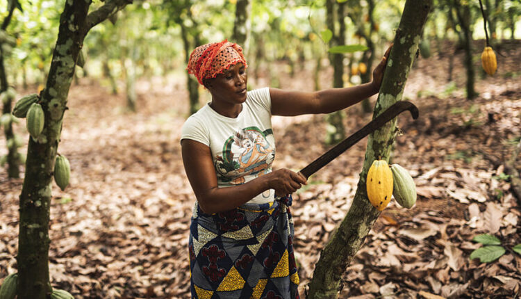 Fairtrade International, Cocoa Standard, Forest management, Forest governance, EU Deforestation, EU Due Diligence Regulation, Cocoa, Coffee, Ghana, Cote d'Ivoire, European Union, Ban on cocoa import, Poverty, Cocoa farmers, Deforestation, Child labour, Human Rights, Cocoa Post, Fairtrade Africa,