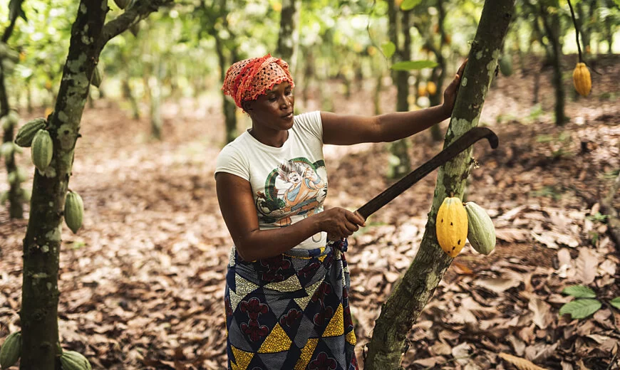 Fairtrade International, Cocoa Standard, Forest management, Forest governance, EU Deforestation, EU Due Diligence Regulation, Cocoa, Coffee, Ghana, Cote d'Ivoire, European Union, Ban on cocoa import, Poverty, Cocoa farmers, Deforestation, Child labour, Human Rights, Cocoa Post, Fairtrade Africa,