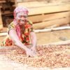 Mighty Earth, Deforestation, Cocoa Accountability Map of Ghana, Cocoa Post, Ghana, Cote d'Ivoire, Forest degradation, EU Due Diligence Regulation, Cocoa Traceability, CMS, Cocoa Management System, EcoCare Ghana,