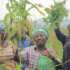 Togo, Agro-Food Processing Project, AfDB, African Development Bank, Agri-business,