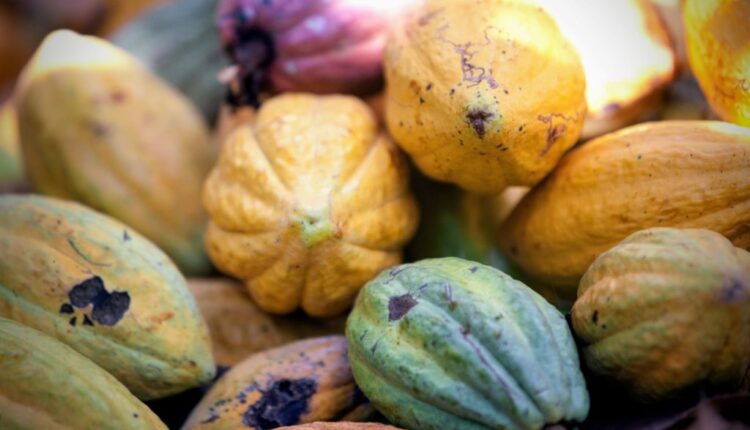 EU Deforestation Law, EU Due Diligence, Ban on Cocoa, Commodities from EU market, Ghana, Cote d'Ivoire, Brazil, Coffee, Chocolate, Beef, Rubber, Wood, Paper, Leather, European Commission, European Council, Cocoa Post, Ghana Cocoa Board, COCOBOD, CMS, Cocoa Management System,