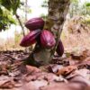 Al Jazeera, Cocoa, children, Child rights, Children's right, Right abuse, Media, World Cocoa Foundation, WCF, Cocoa tree, Child labour, Staged reportage, Ghana Cocoa Board, Ohiampeanika, Amenfi West District, Western Region, International Cocoa Initiative, ICI,