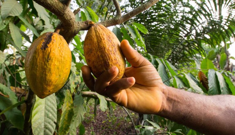 COCOBOD, Cocoa production data, Data cocoa production, Ghana Cocoa Board, ICCO, Statista, Cocoa farming, Annual cocoa production, Ministry of Food and Agriculture, Adobe Stock, Cocoa Post, Cocoa grinding, Cocoa Export, Cocoa processing, Ivory Coast, Cote d'Ivoire, Cocoa harvesting,