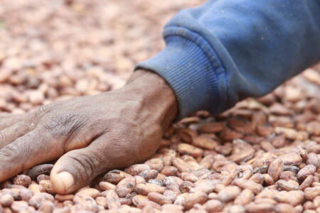Chocolate Scorecard: Sustainability Claims by Brands Cannot be Trusted