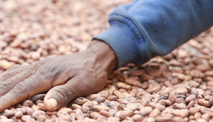 2023 Chocolate Scorecard, Ecocare Ghana, Mighty Earth, Cocoa sustainability, cocoa farmers income, livelihood, child labour, Original Beans, Tony’s ChocoLonely, Beyond Good, OxFam UK, NORC,