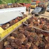 Indonesia oil palm, EUDR, European Union Deforestation Regulation, Trade, Boycott, European products, Nestle, Jakarta, Export palm oil, Crude palm oil,