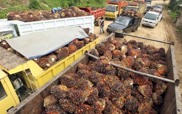 Indonesia oil palm, EUDR, European Union Deforestation Regulation, Trade, Boycott, European products, Nestle, Jakarta, Export palm oil, Crude palm oil,