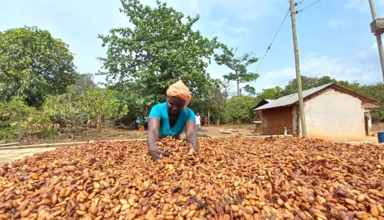 Chocolat profits, cocoa farmers, Poverty, low incomes, World Fair Trade Day, Living income, Fair price, EU, ICCO, Ghana, Cote d'Ivoire, CIGCI, Oxfam,