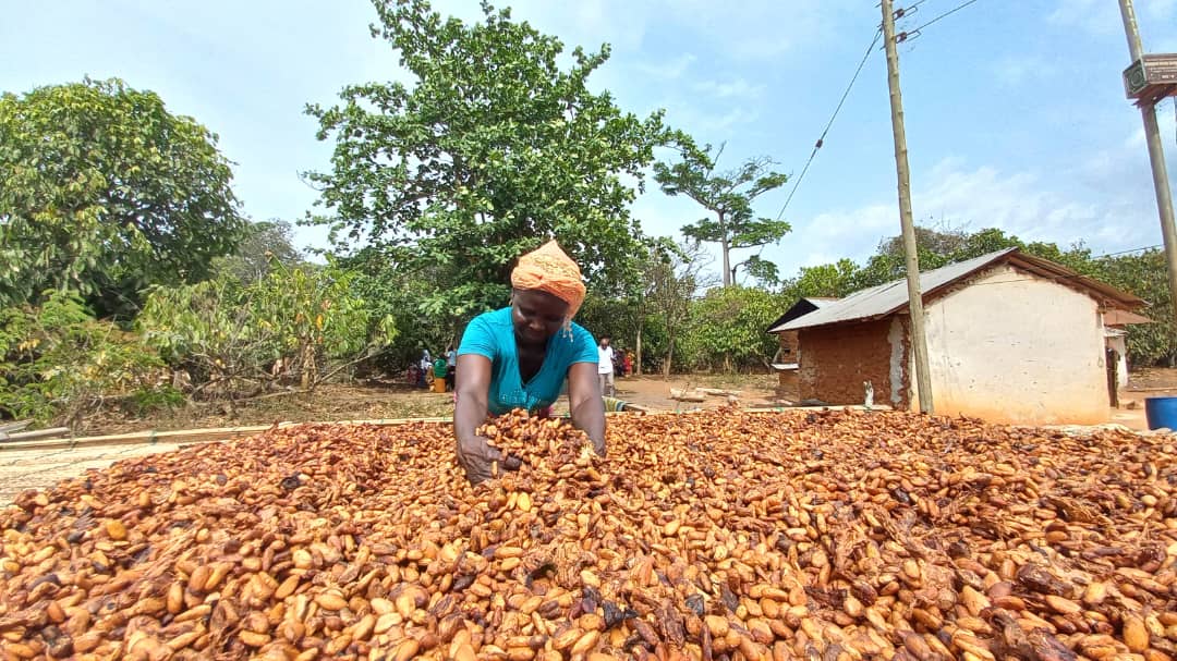 Chocolat profits, cocoa farmers, Poverty, low incomes, World Fair Trade Day, Living income, Fair price, EU, ICCO, Ghana, Cote d'Ivoire, CIGCI, Oxfam,