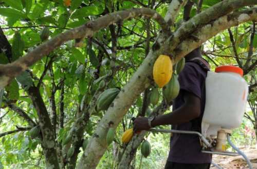 Free cocoa spraying, mass cocoa spraying, cocoa hi-tech, Ghana Cocoa Board, Cocobod, Elubo, Western Region, Cocoa smuggling, Smuggling syndicate,