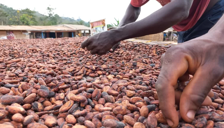 cocoa beans, quality parameters, low-quality indicators, Compounds, Musty, Moldy, Scents, Cocoa,