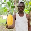 World Bank, Climate Stories, Forestry Commission of Ghana, FCPF, Collect Earth, Ghana, Sustainable Cocoa, Forest, Carbon Credits, CREMA, Climate and Forest-smart, Agriculture,