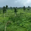 National Cocoa Rehabilitation Programme, African Development Bank, COCOBOD, AfDB, AfDB loan, Cocobod loan, Ghana, Sustainable cocoa, Cocoa agroforestry, Sustainability,