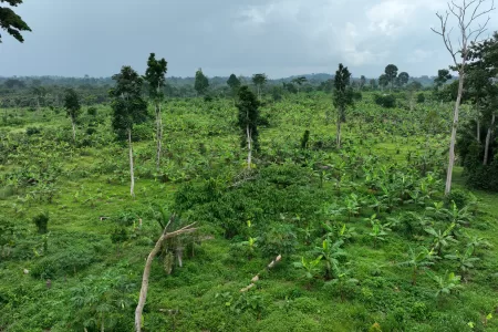 $600 Million AfDB Loan Gives Hope To Ghana Cocoa Farmers